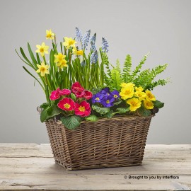 Mixed Spring Planted Basket