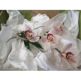 Cymbidium buttonhole