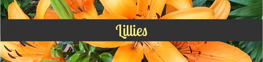 Lilies