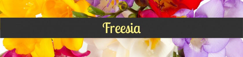 Freesia