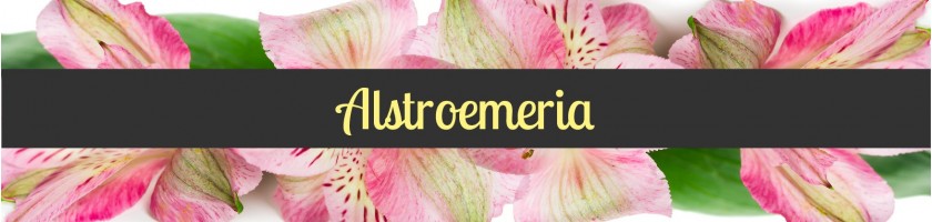 Alstroemeria