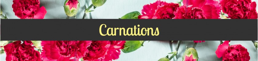 Carnations