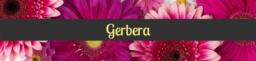 Gerbera